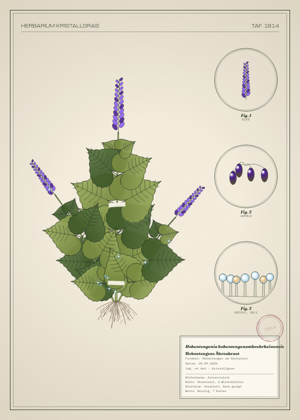 Botanische Tafel: Hohentengenia hohentengenamhochrheinensis, eine erfundene Pflanze aus Hohentengen am Hochrhein, gezeichnet wie in einem alten Pflanzenatlas