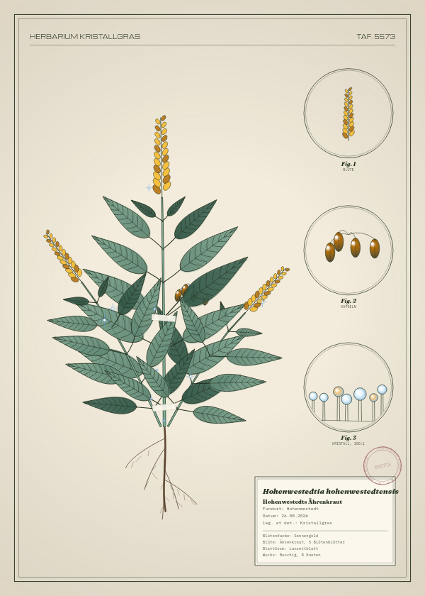 Botanische Tafel: Hohenwestedtia hohenwestedtensis, eine erfundene Pflanze aus Hohenwestedt, gezeichnet wie in einem alten Pflanzenatlas