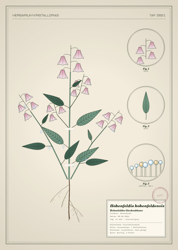 Botanische Tafel: Hohenfeldia hohenfeldensis, eine erfundene Pflanze aus Hohenfelde, gezeichnet wie in einem alten Pflanzenatlas