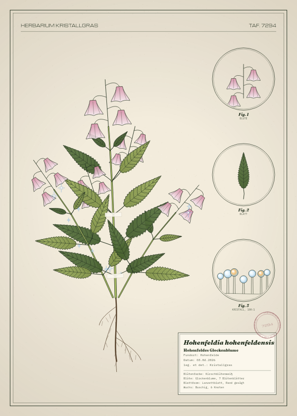 Botanische Tafel: Hohenfeldia hohenfeldensis, eine erfundene Pflanze aus Hohenfelde, gezeichnet wie in einem alten Pflanzenatlas