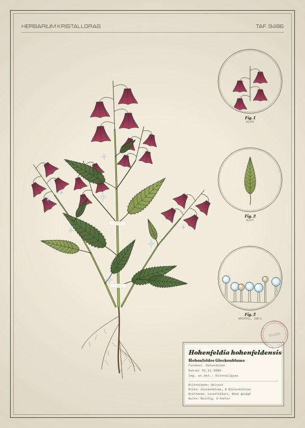 Botanische Tafel: Hohenfeldia hohenfeldensis, eine erfundene Pflanze aus Hohenfelde, gezeichnet wie in einem alten Pflanzenatlas