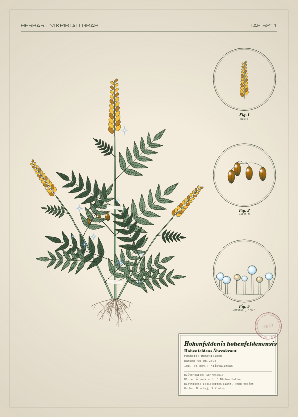Botanische Tafel: Hohenfeldenia hohenfeldenensis, eine erfundene Pflanze aus Hohenfelden, gezeichnet wie in einem alten Pflanzenatlas