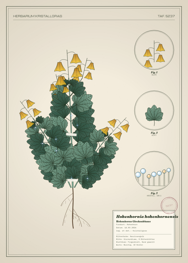 Botanische Tafel: Hohenhornia hohenhornensis, eine erfundene Pflanze aus Hohenhorn, gezeichnet wie in einem alten Pflanzenatlas