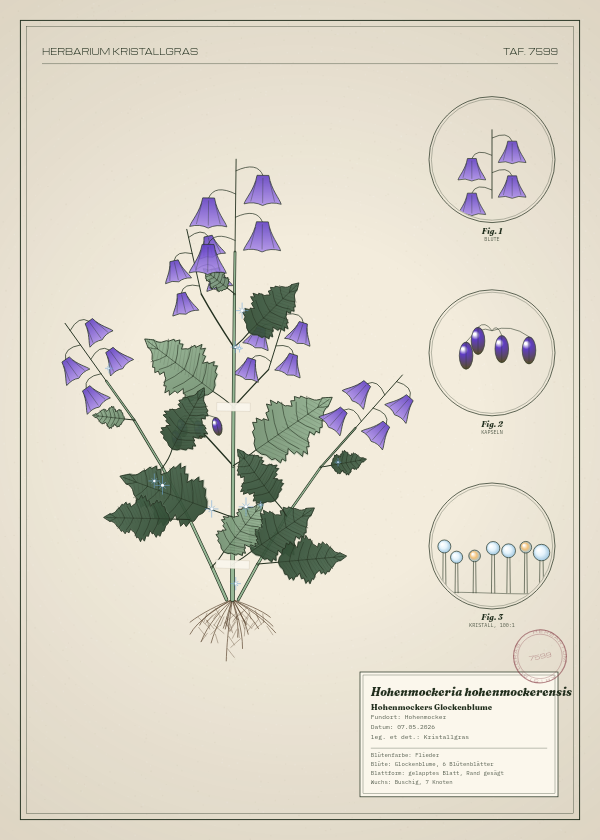 Botanische Tafel: Hohenmockeria hohenmockerensis, eine erfundene Pflanze aus Hohenmocker, gezeichnet wie in einem alten Pflanzenatlas
