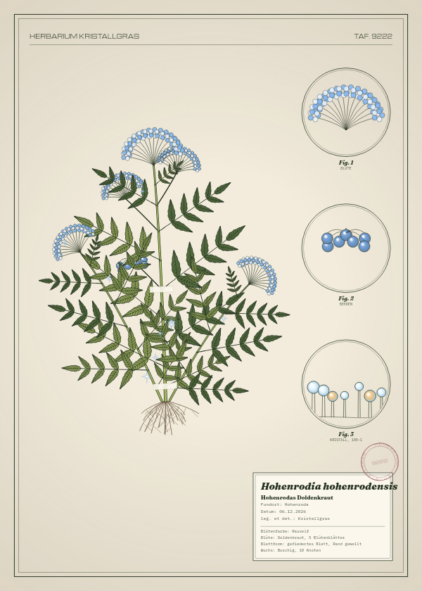 Botanische Tafel: Hohenrodia hohenrodensis, eine erfundene Pflanze aus Hohenroda, gezeichnet wie in einem alten Pflanzenatlas