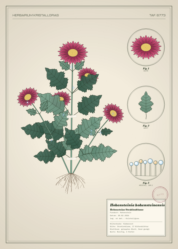 Botanische Tafel: Hohensteinia hohensteinensis, eine erfundene Pflanze aus Hohenstein, gezeichnet wie in einem alten Pflanzenatlas