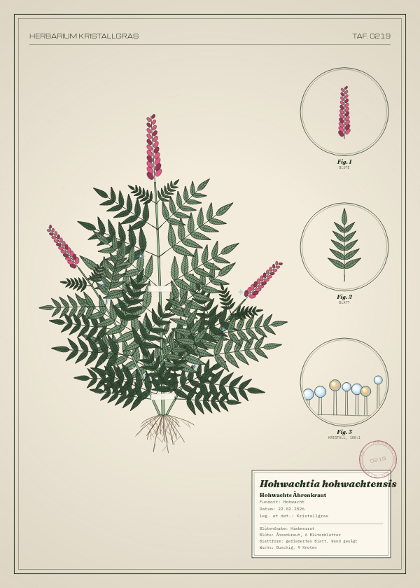 Botanische Tafel: Hohwachtia hohwachtensis, eine erfundene Pflanze aus Hohwacht, gezeichnet wie in einem alten Pflanzenatlas