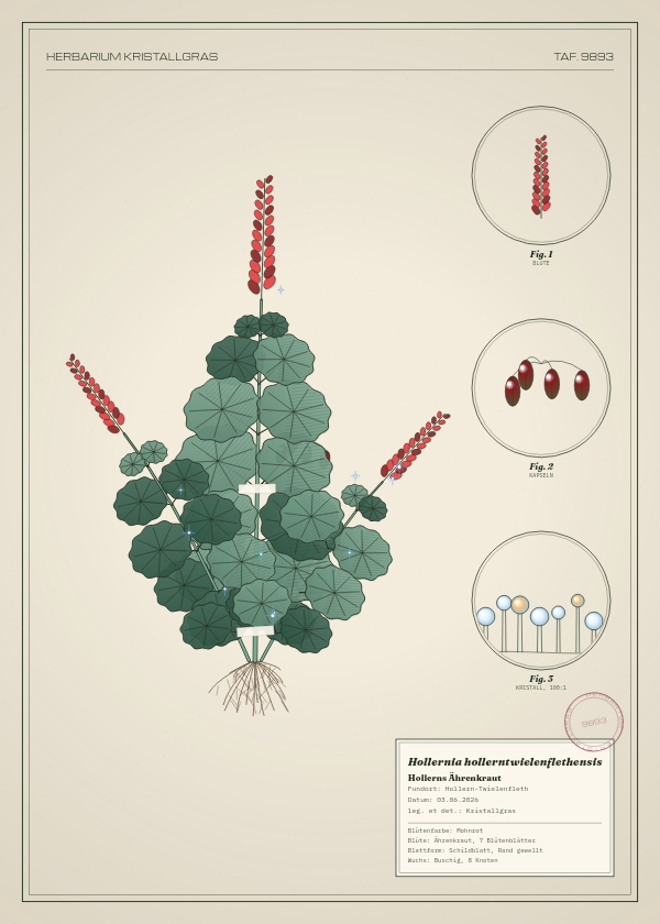 Botanische Tafel: Hollernia hollerntwielenflethensis, eine erfundene Pflanze aus Hollern-Twielenfleth, gezeichnet wie in einem alten Pflanzenatlas