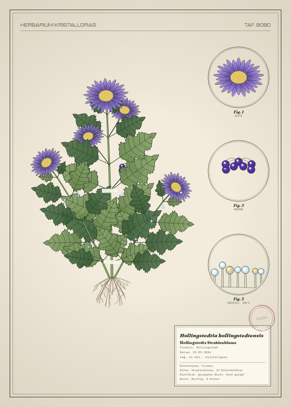 Botanische Tafel: Hollingstedtia hollingstedtensis, eine erfundene Pflanze aus Hollingstedt, gezeichnet wie in einem alten Pflanzenatlas