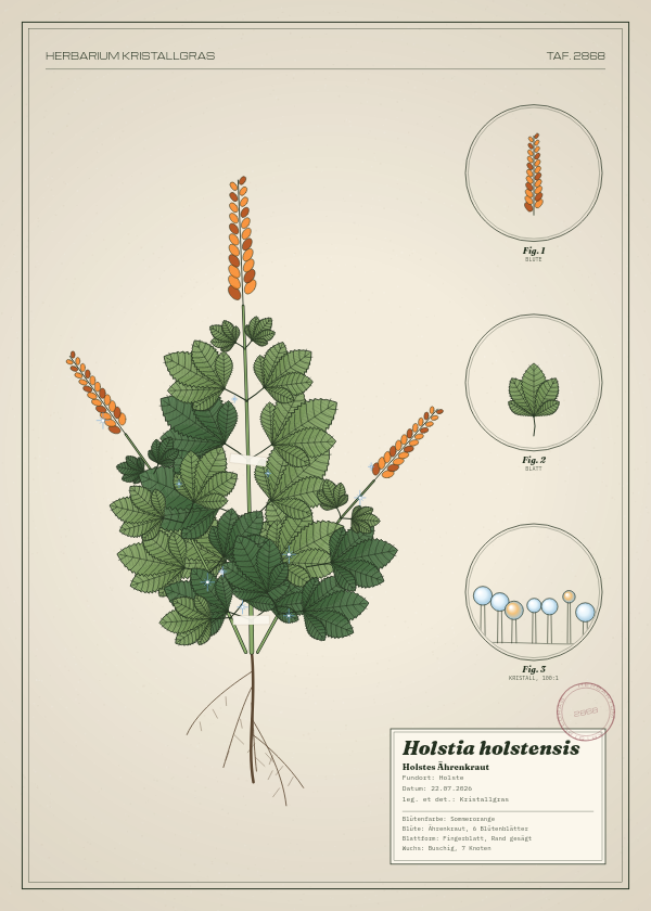 Botanische Tafel: Holstia holstensis, eine erfundene Pflanze aus Holste, gezeichnet wie in einem alten Pflanzenatlas