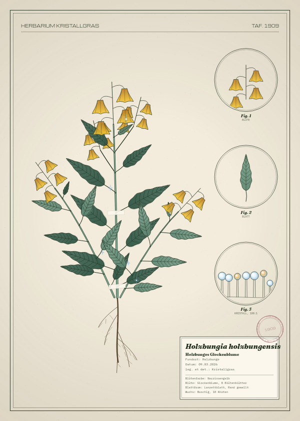 Botanische Tafel: Holzbungia holzbungensis, eine erfundene Pflanze aus Holzbunge, gezeichnet wie in einem alten Pflanzenatlas