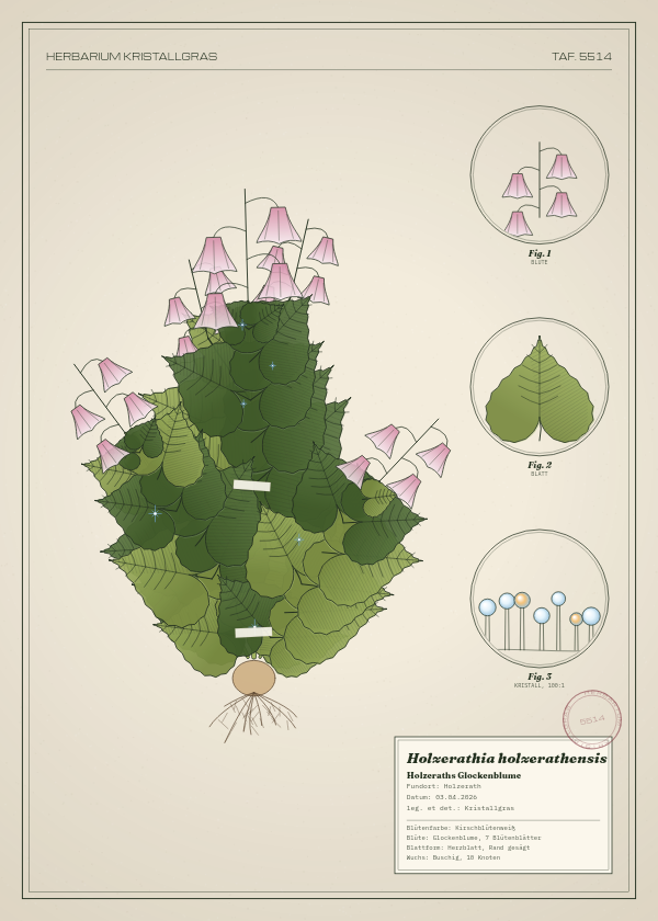 Botanische Tafel: Holzerathia holzerathensis, eine erfundene Pflanze aus Holzerath, gezeichnet wie in einem alten Pflanzenatlas