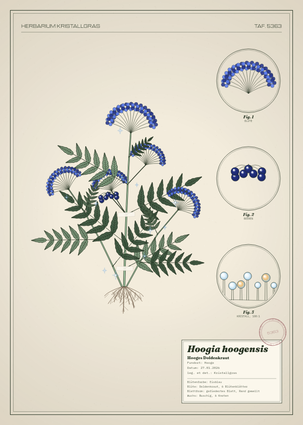 Botanische Tafel: Hoogia hoogensis, eine erfundene Pflanze aus Hooge, gezeichnet wie in einem alten Pflanzenatlas