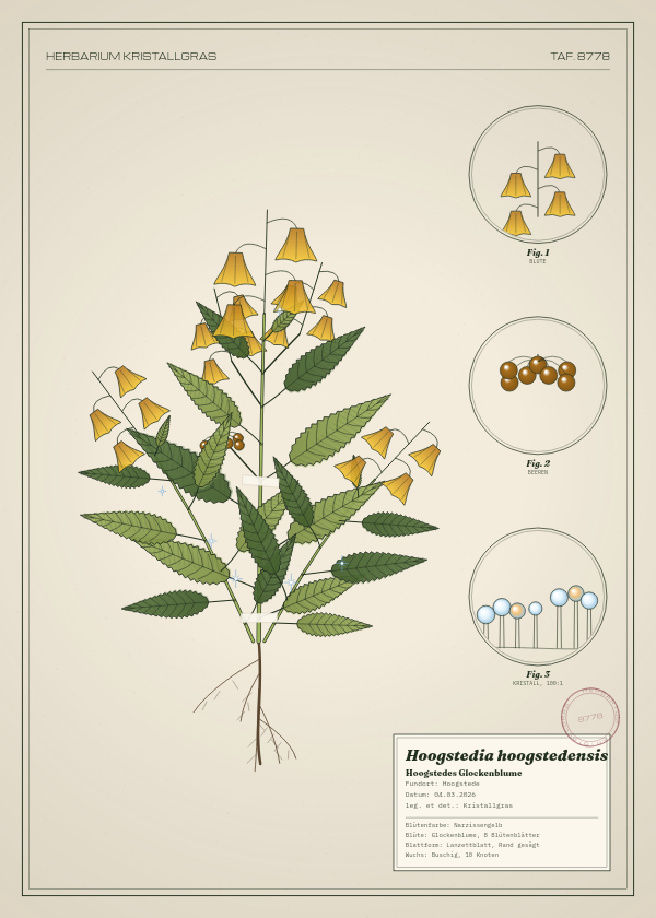 Botanische Tafel: Hoogstedia hoogstedensis, eine erfundene Pflanze aus Hoogstede, gezeichnet wie in einem alten Pflanzenatlas