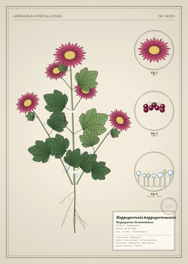 Botanische Tafel: Hoppegartenia hoppegartenensis, eine erfundene Pflanze aus Hoppegarten, gezeichnet wie in einem alten Pflanzenatlas