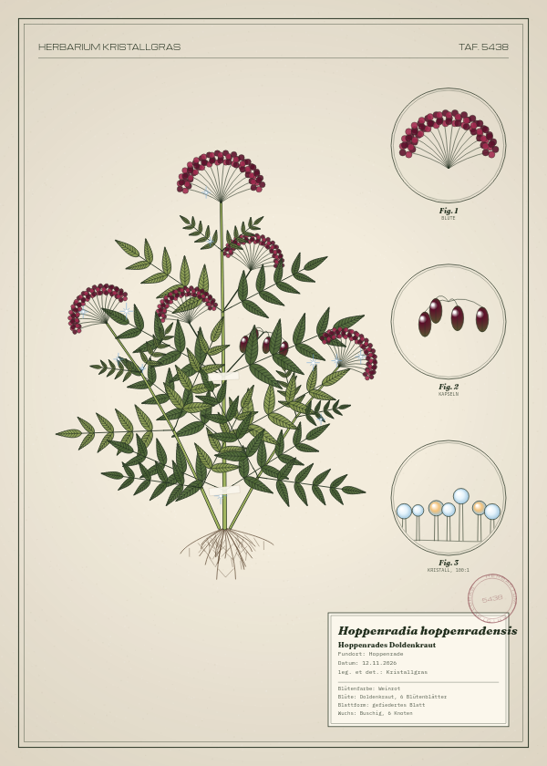 Botanische Tafel: Hoppenradia hoppenradensis, eine erfundene Pflanze aus Hoppenrade, gezeichnet wie in einem alten Pflanzenatlas
