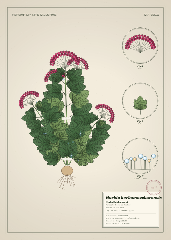 Botanische Tafel: Horbia horbamneckarensis, eine erfundene Pflanze aus Horb am Neckar, gezeichnet wie in einem alten Pflanzenatlas