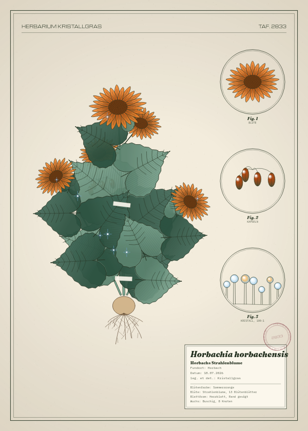 Botanische Tafel: Horbachia horbachensis, eine erfundene Pflanze aus Horbach, gezeichnet wie in einem alten Pflanzenatlas