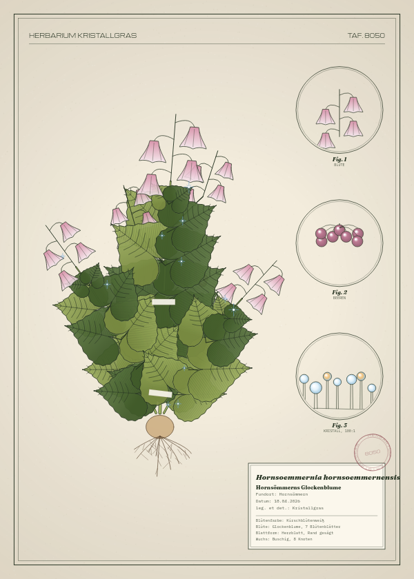 Botanische Tafel: Hornsoemmernia hornsoemmernensis, eine erfundene Pflanze aus Hornsömmern, gezeichnet wie in einem alten Pflanzenatlas