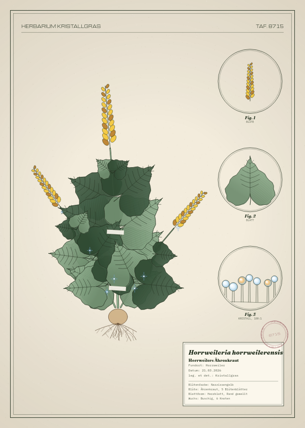Botanische Tafel: Horrweileria horrweilerensis, eine erfundene Pflanze aus Horrweiler, gezeichnet wie in einem alten Pflanzenatlas