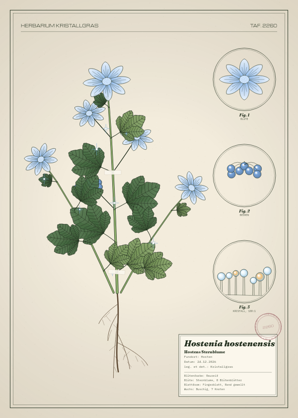 Botanische Tafel: Hostenia hostenensis, eine erfundene Pflanze aus Hosten, gezeichnet wie in einem alten Pflanzenatlas