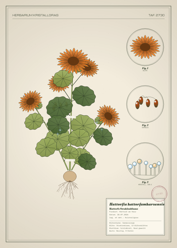 Botanische Tafel: Hattorfia hattorfamharzensis, eine erfundene Pflanze aus Hattorf am Harz, gezeichnet wie in einem alten Pflanzenatlas