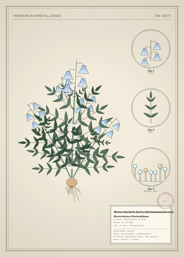 Botanische Tafel: Hattersheimia hattersheimammainensis, eine erfundene Pflanze aus Hattersheim am Main, gezeichnet wie in einem alten Pflanzenatlas