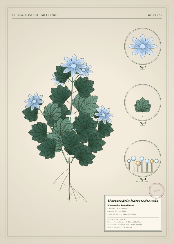 Botanische Tafel: Hattstedtia hattstedtensis, eine erfundene Pflanze aus Hattstedt, gezeichnet wie in einem alten Pflanzenatlas