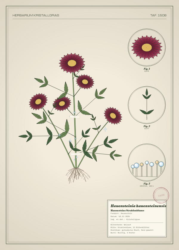 Botanische Tafel: Hauensteinia hauensteinensis, eine erfundene Pflanze aus Hauenstein, gezeichnet wie in einem alten Pflanzenatlas
