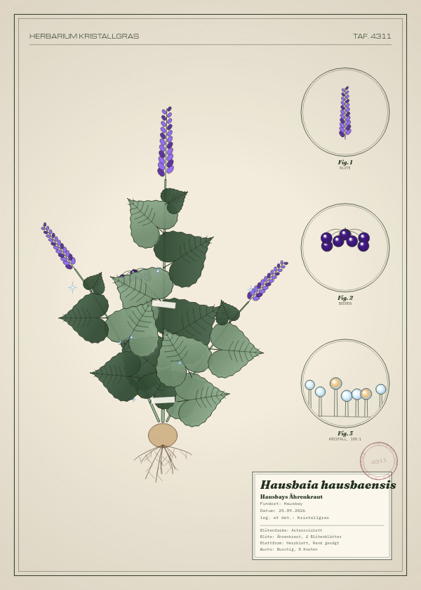 Botanische Tafel: Hausbaia hausbaensis, eine erfundene Pflanze aus Hausbay, gezeichnet wie in einem alten Pflanzenatlas