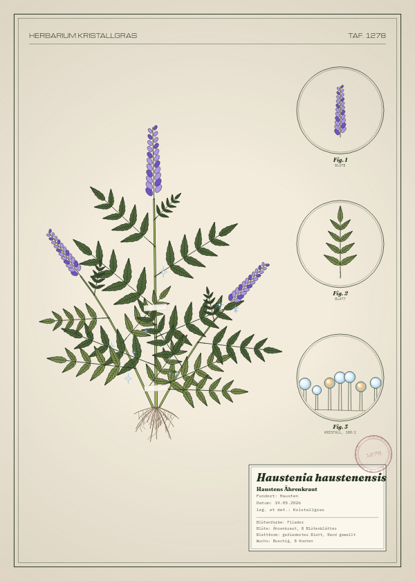 Botanische Tafel: Haustenia haustenensis, eine erfundene Pflanze aus Hausten, gezeichnet wie in einem alten Pflanzenatlas