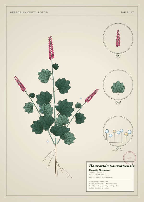 Botanische Tafel: Haurothia haurothensis, eine erfundene Pflanze aus Hauroth, gezeichnet wie in einem alten Pflanzenatlas