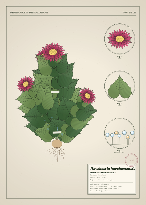 Botanische Tafel: Havekostia havekostensis, eine erfundene Pflanze aus Havekost, gezeichnet wie in einem alten Pflanzenatlas