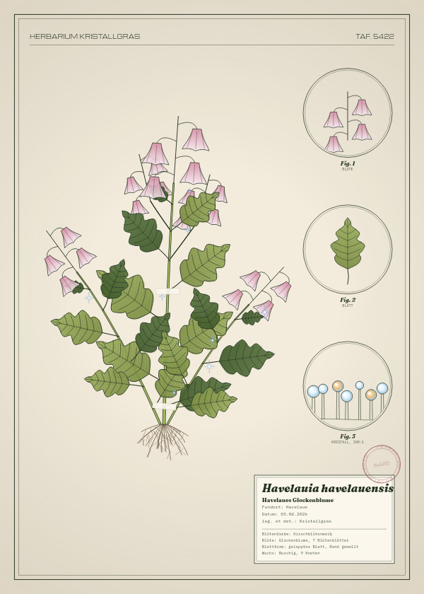 Botanische Tafel: Havelauia havelauensis, eine erfundene Pflanze aus Havelaue, gezeichnet wie in einem alten Pflanzenatlas
