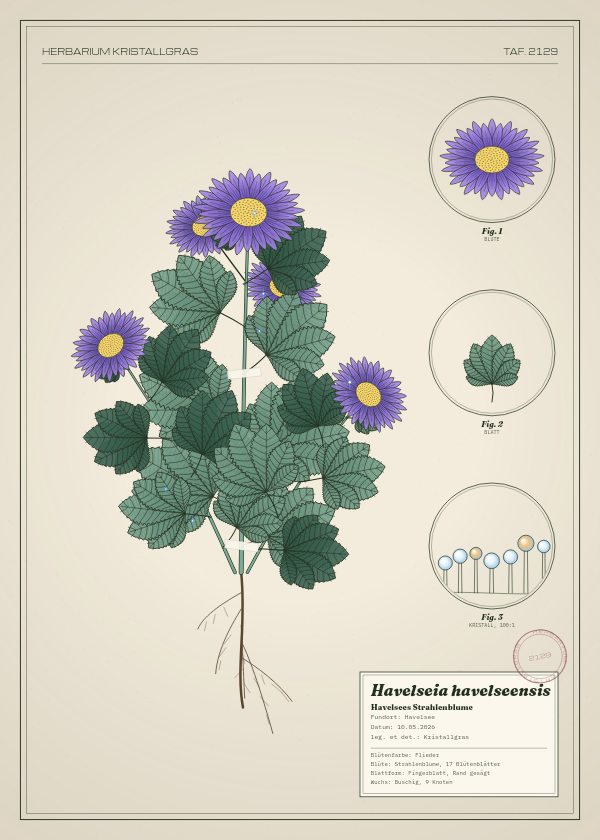 Botanische Tafel: Havelseia havelseensis, eine erfundene Pflanze aus Havelsee, gezeichnet wie in einem alten Pflanzenatlas