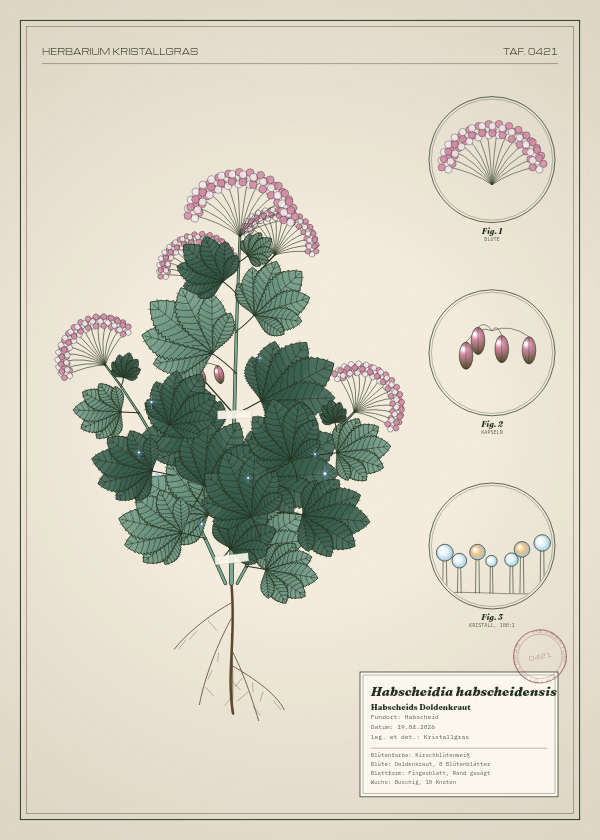 Botanische Tafel: Habscheidia habscheidensis, eine erfundene Pflanze aus Habscheid, gezeichnet wie in einem alten Pflanzenatlas