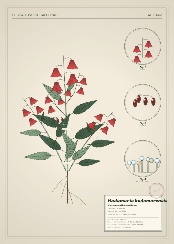 Botanische Tafel: Hadamaria hadamarensis, eine erfundene Pflanze aus Hadamar, gezeichnet wie in einem alten Pflanzenatlas
