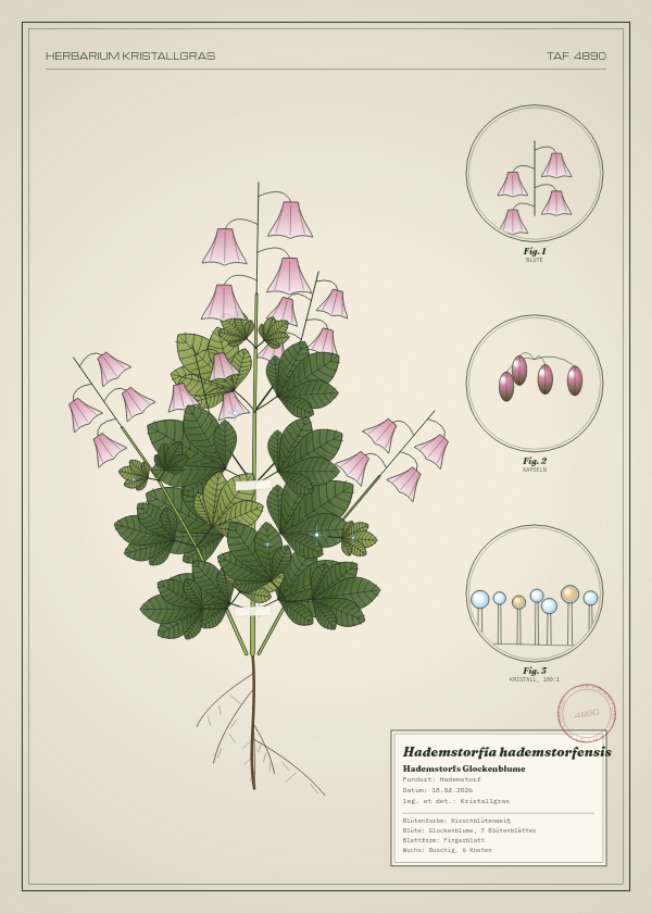 Botanische Tafel: Hademstorfia hademstorfensis, eine erfundene Pflanze aus Hademstorf, gezeichnet wie in einem alten Pflanzenatlas
