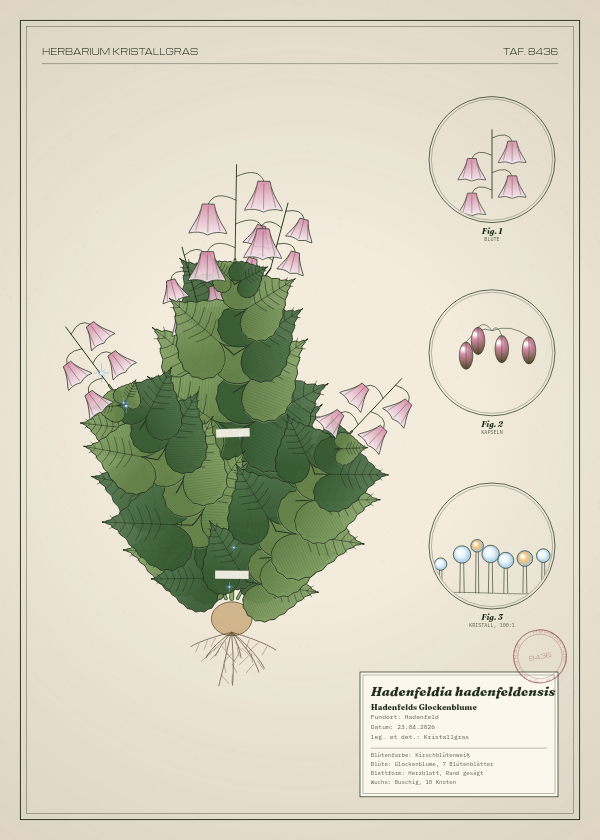 Botanische Tafel: Hadenfeldia hadenfeldensis, eine erfundene Pflanze aus Hadenfeld, gezeichnet wie in einem alten Pflanzenatlas