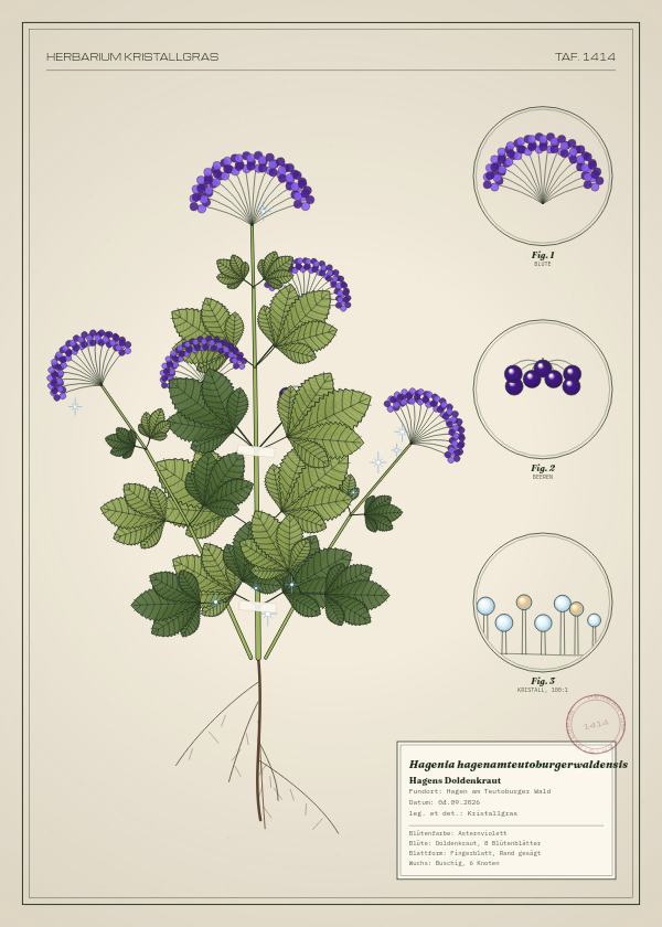 Botanische Tafel: Hagenia hagenamteutoburgerwaldensis, eine erfundene Pflanze aus Hagen am Teutoburger Wald, gezeichnet wie in einem alten Pflanzenatlas