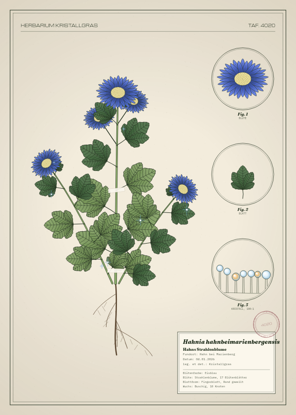 Botanische Tafel: Hahnia hahnbeimarienbergensis, eine erfundene Pflanze aus Hahn bei Marienberg, gezeichnet wie in einem alten Pflanzenatlas