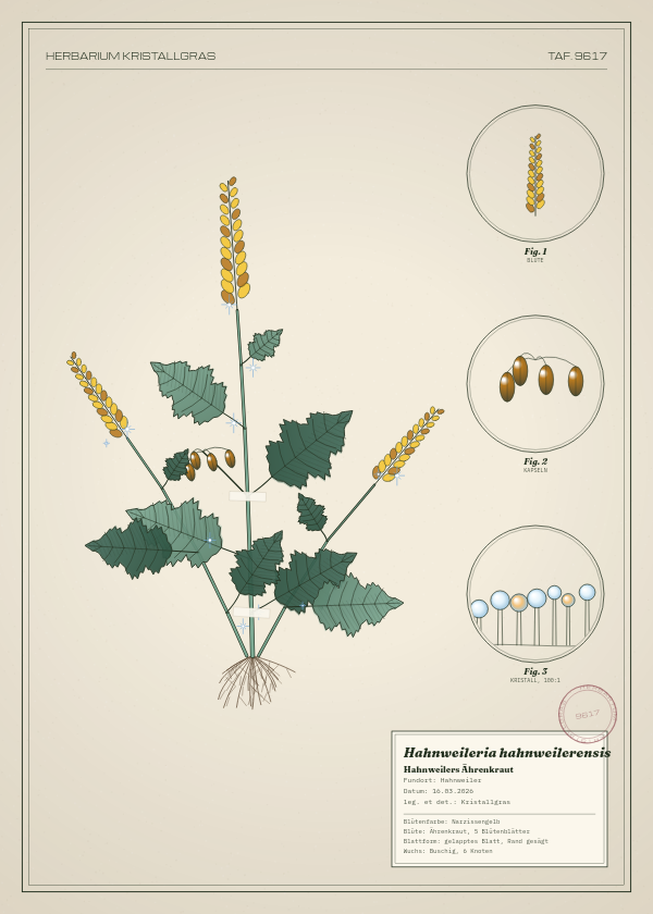 Botanische Tafel: Hahnweileria hahnweilerensis, eine erfundene Pflanze aus Hahnweiler, gezeichnet wie in einem alten Pflanzenatlas