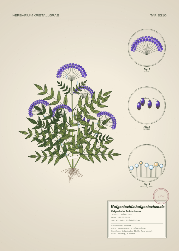 Botanische Tafel: Haigerlochia haigerlochensis, eine erfundene Pflanze aus Haigerloch, gezeichnet wie in einem alten Pflanzenatlas