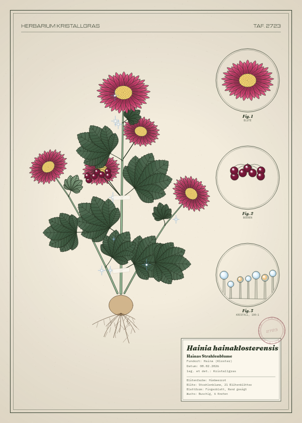 Botanische Tafel: Hainia hainaklosterensis, eine erfundene Pflanze aus Haina (Kloster), gezeichnet wie in einem alten Pflanzenatlas