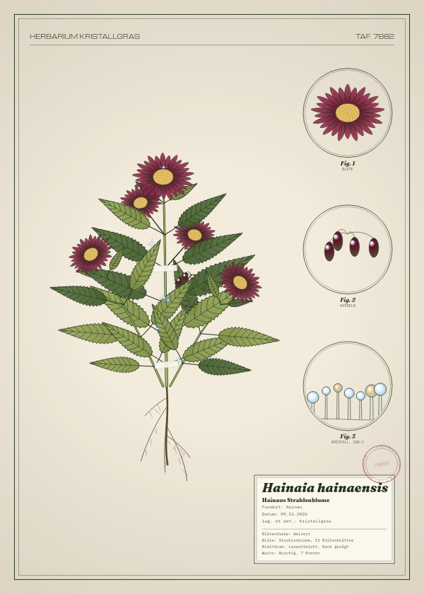 Botanische Tafel: Hainaia hainaensis, eine erfundene Pflanze aus Hainau, gezeichnet wie in einem alten Pflanzenatlas
