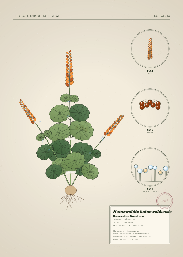 Botanische Tafel: Hainewaldia hainewaldensis, eine erfundene Pflanze aus Hainewalde, gezeichnet wie in einem alten Pflanzenatlas
