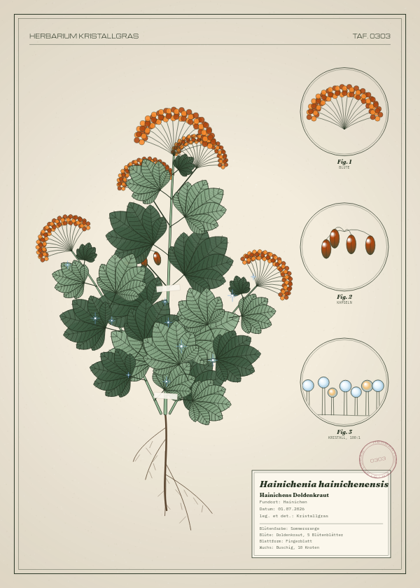 Botanische Tafel: Hainichenia hainichenensis, eine erfundene Pflanze aus Hainichen, gezeichnet wie in einem alten Pflanzenatlas