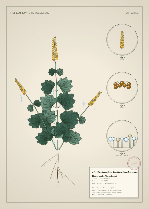 Botanische Tafel: Haiterbachia haiterbachensis, eine erfundene Pflanze aus Haiterbach, gezeichnet wie in einem alten Pflanzenatlas
