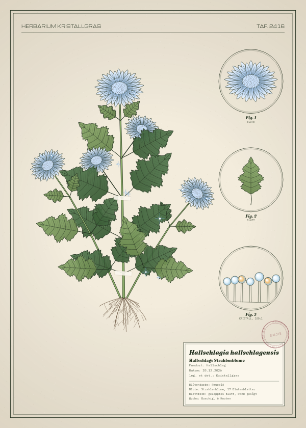 Botanische Tafel: Hallschlagia hallschlagensis, eine erfundene Pflanze aus Hallschlag, gezeichnet wie in einem alten Pflanzenatlas