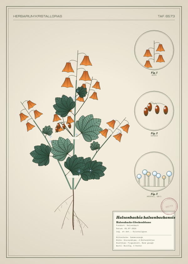 Botanische Tafel: Halsenbachia halsenbachensis, eine erfundene Pflanze aus Halsenbach, gezeichnet wie in einem alten Pflanzenatlas